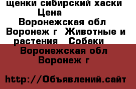 щенки сибирский хаски › Цена ­ 9 000 - Воронежская обл., Воронеж г. Животные и растения » Собаки   . Воронежская обл.,Воронеж г.